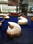 贝壳