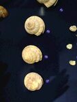 海螺