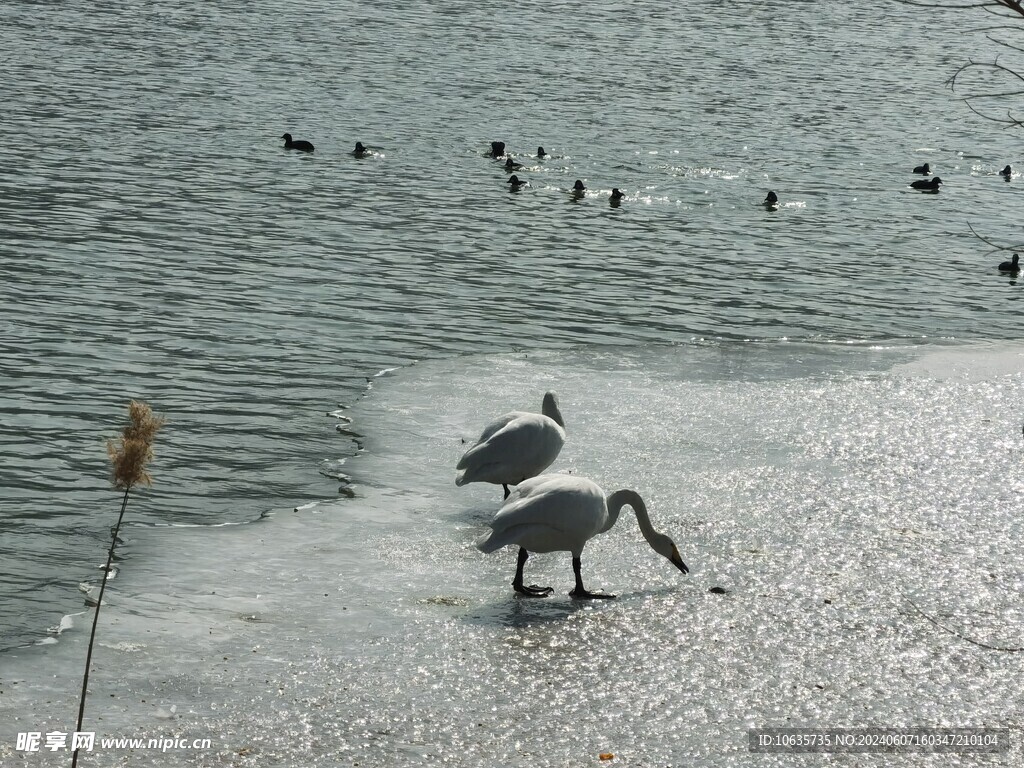 湖面