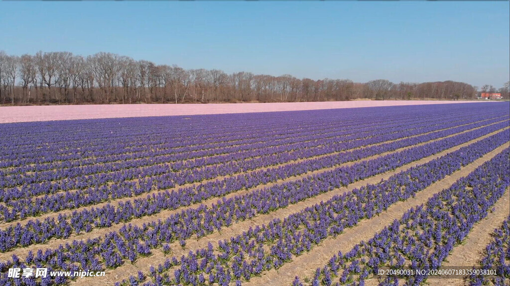 花田