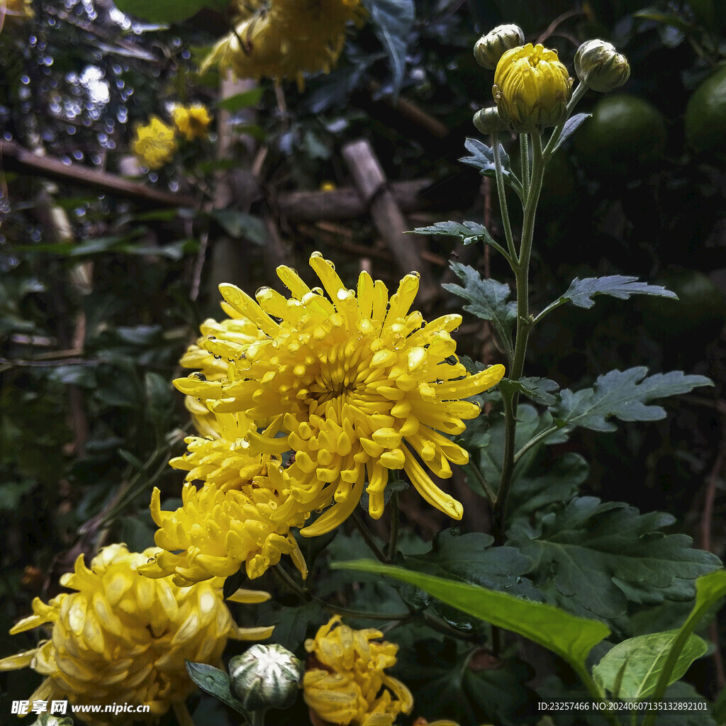 菊花