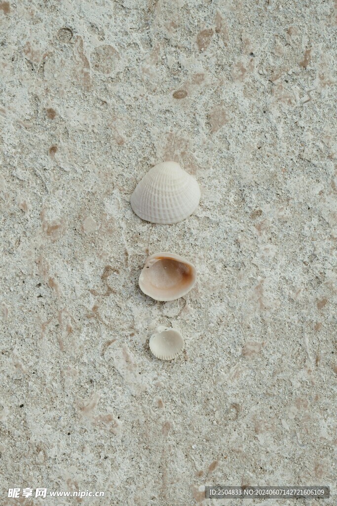 贝壳