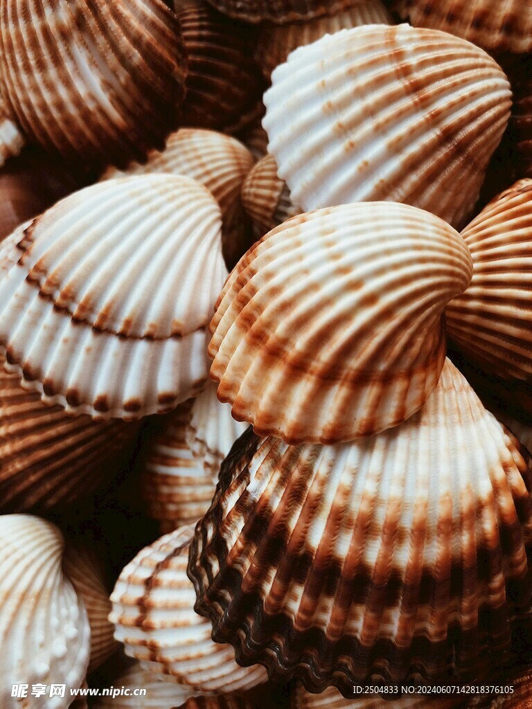 贝壳