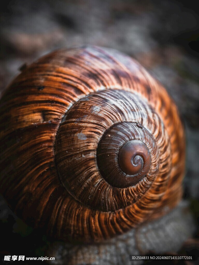 贝壳