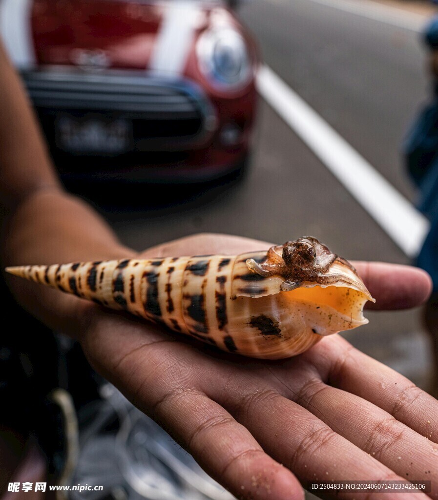 贝壳