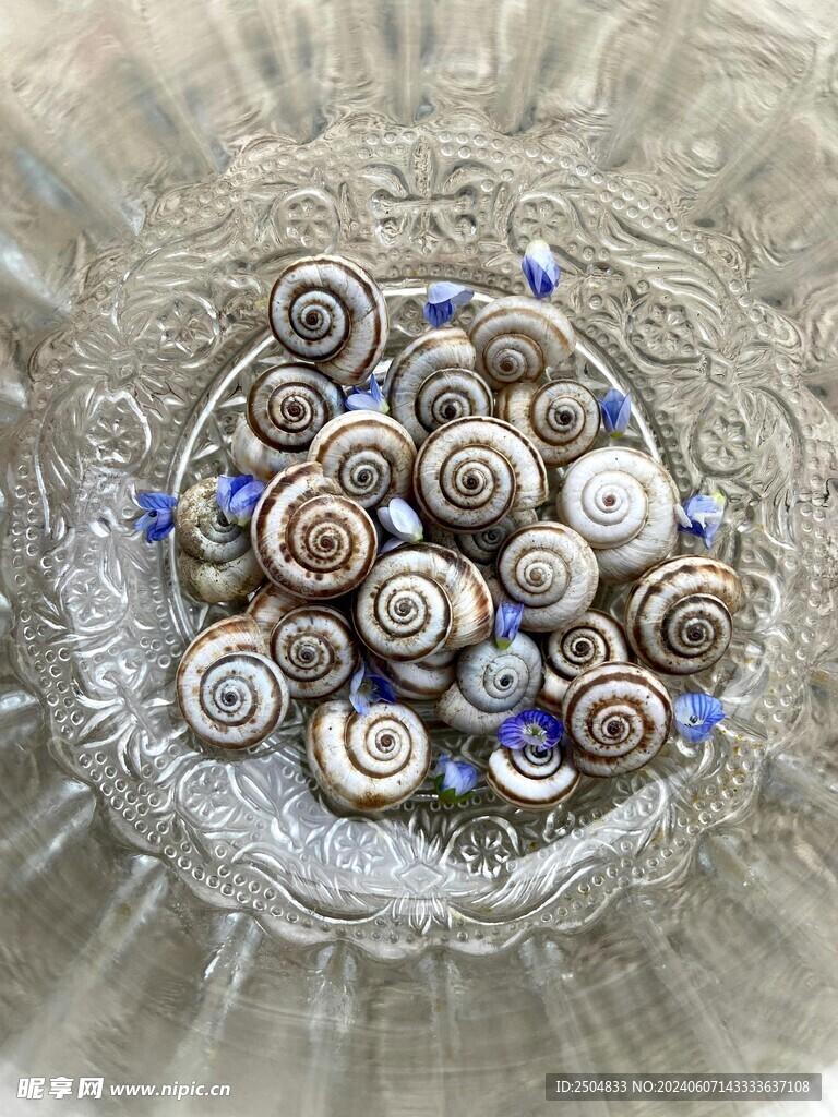 贝壳
