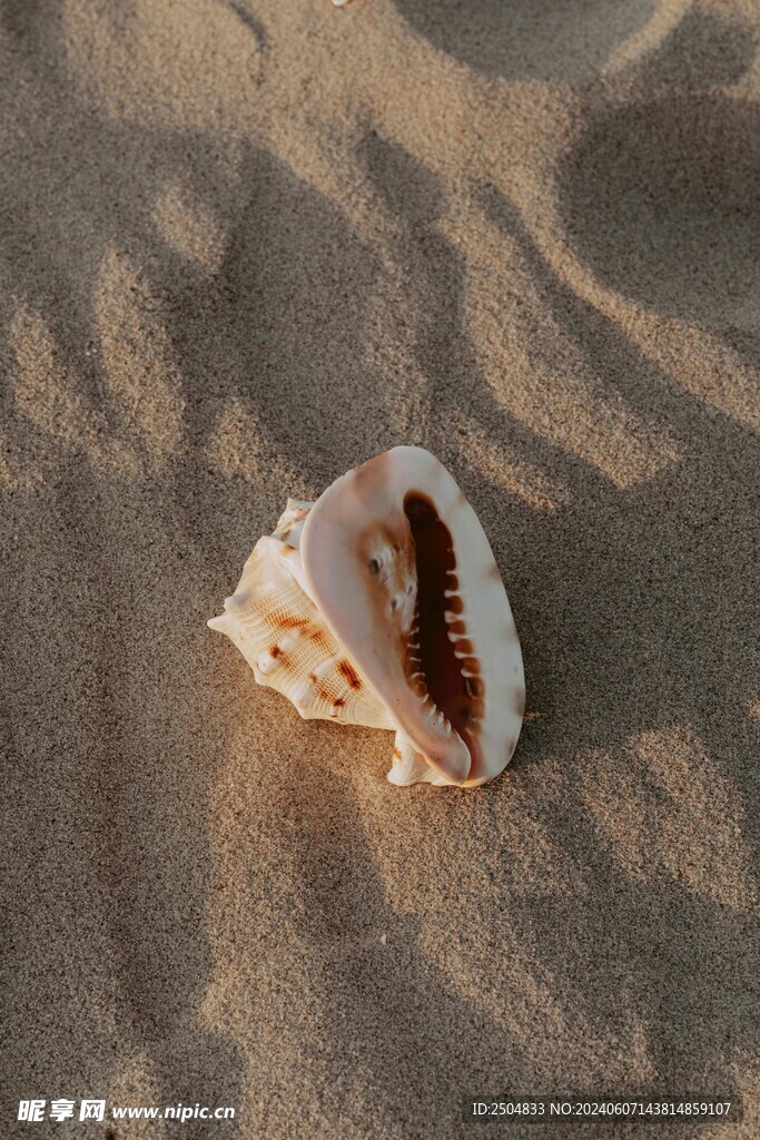 贝壳