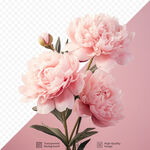粉色花卉抠图高清素材