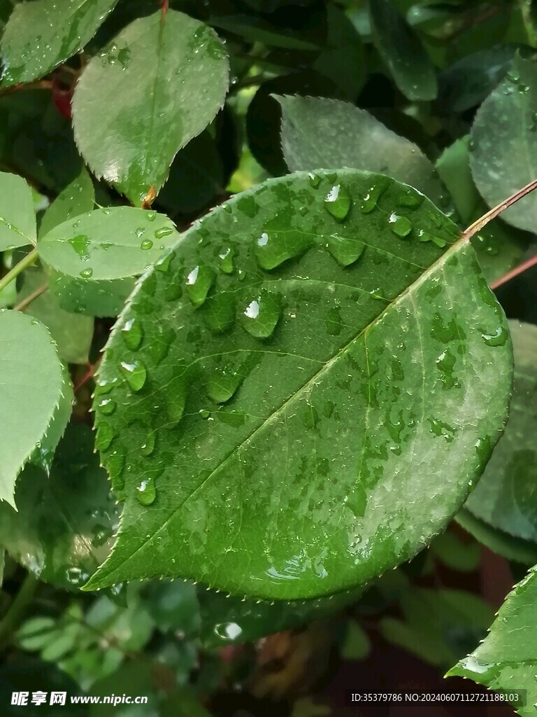 绿野上的露珠