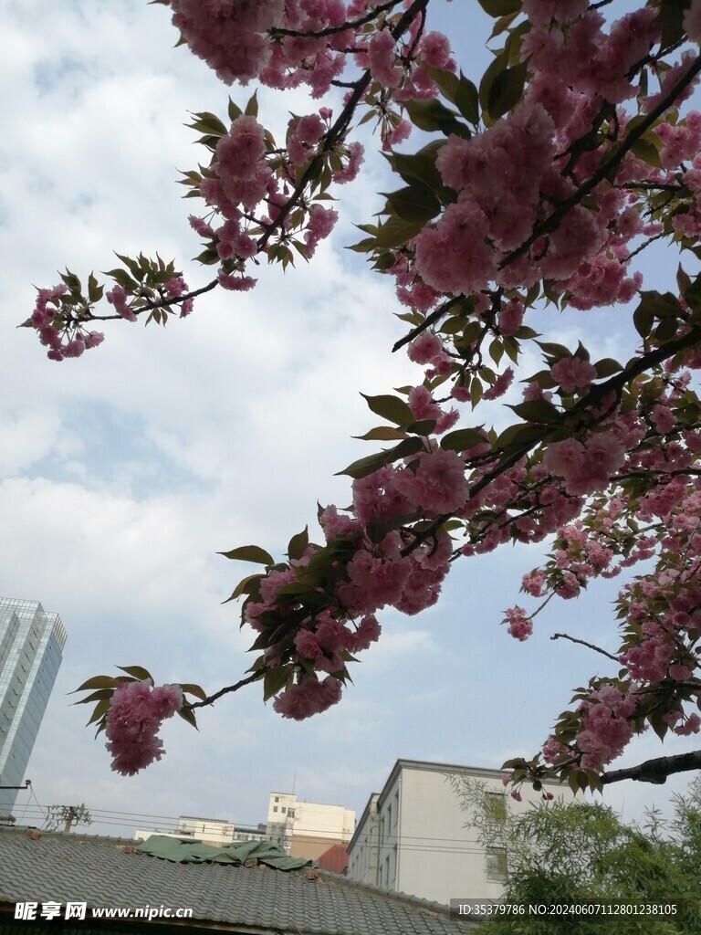 樱花