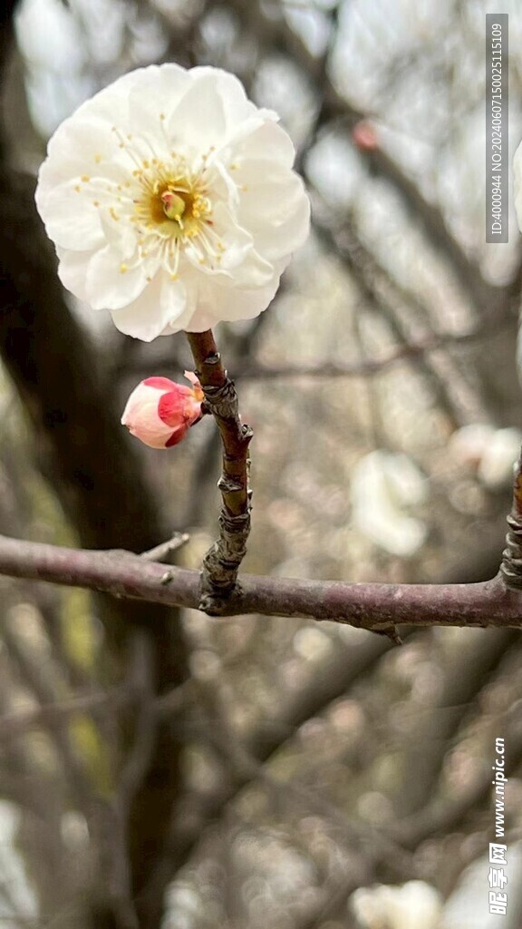 梅花  小白花