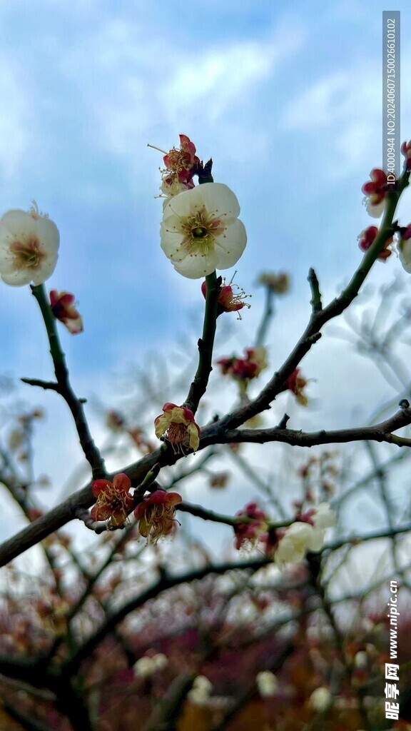 梅花 小白花