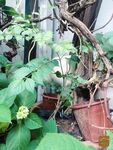 植物与猫