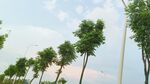 树天空