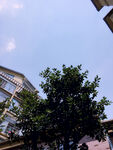 树天空房子