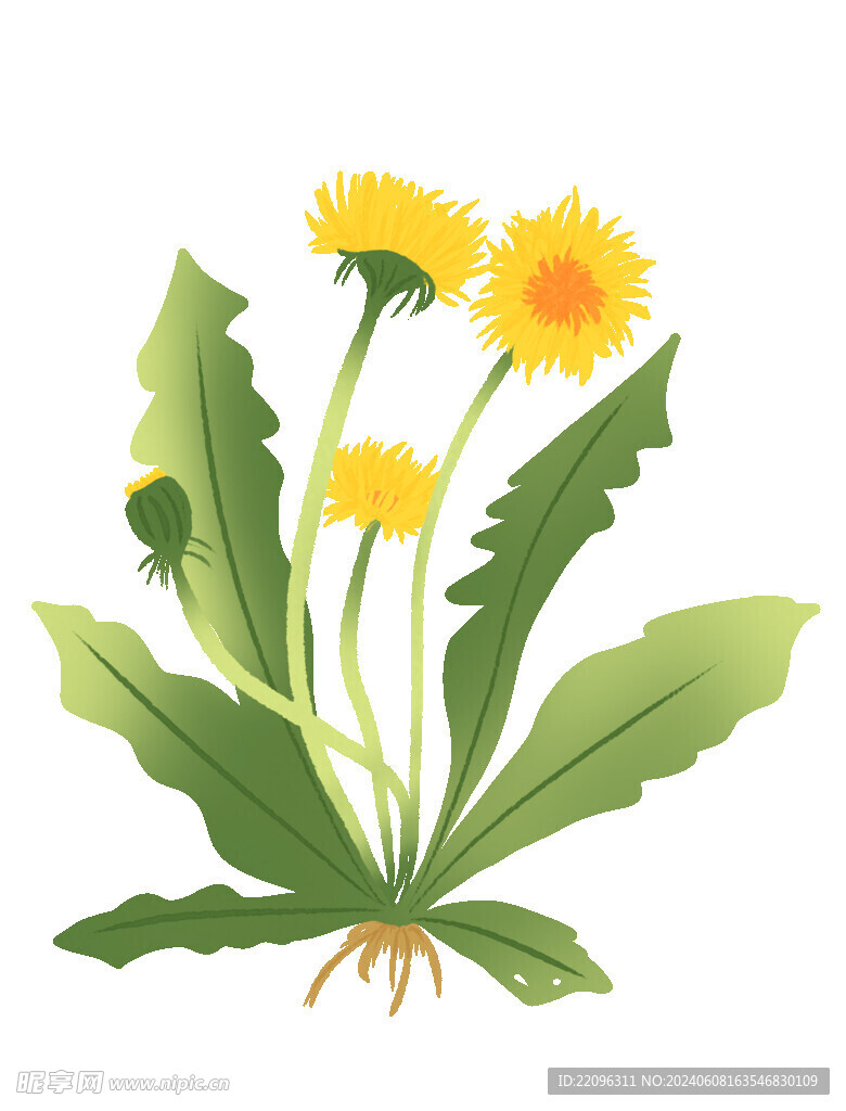 花草植物