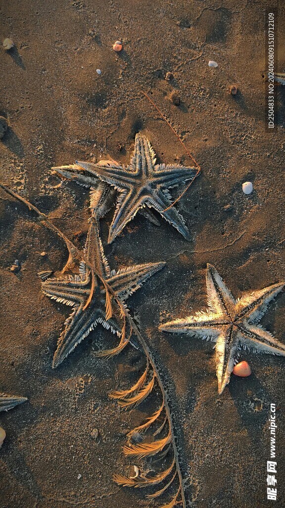 海星