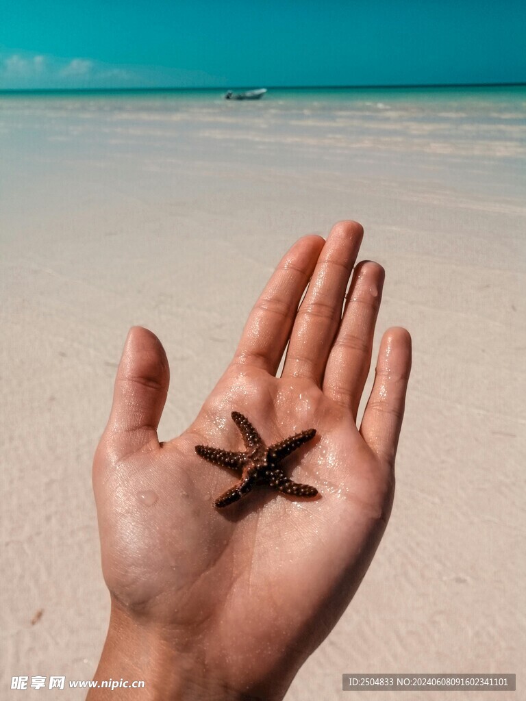 海星