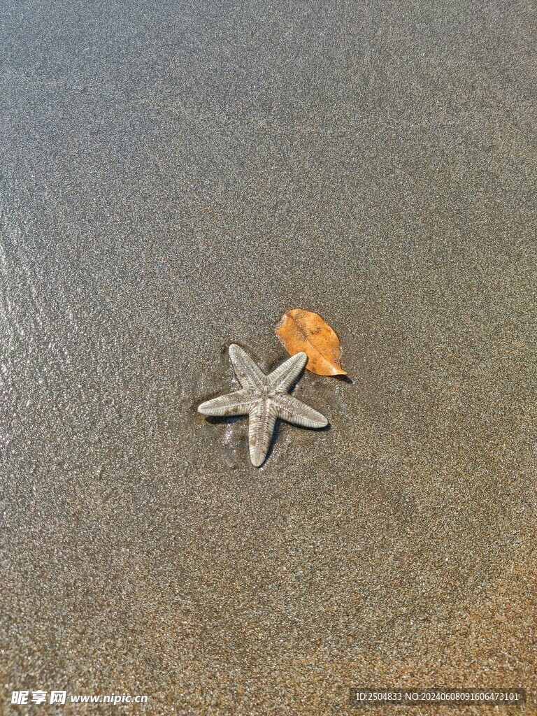 海星