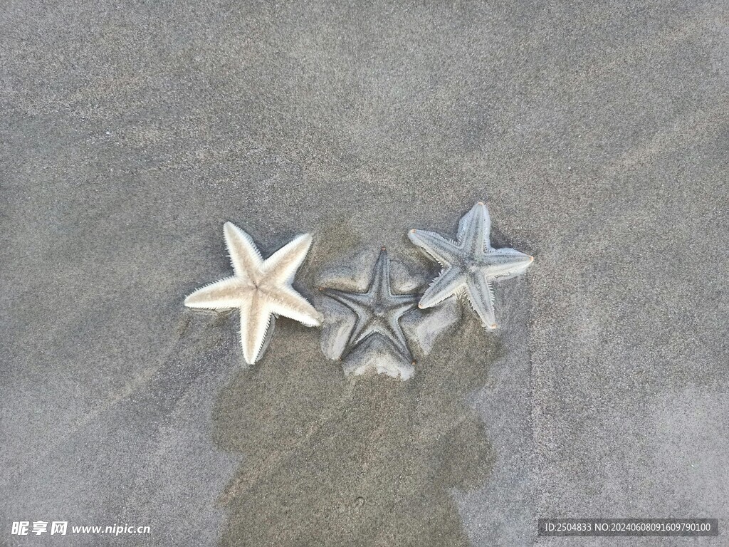 海星