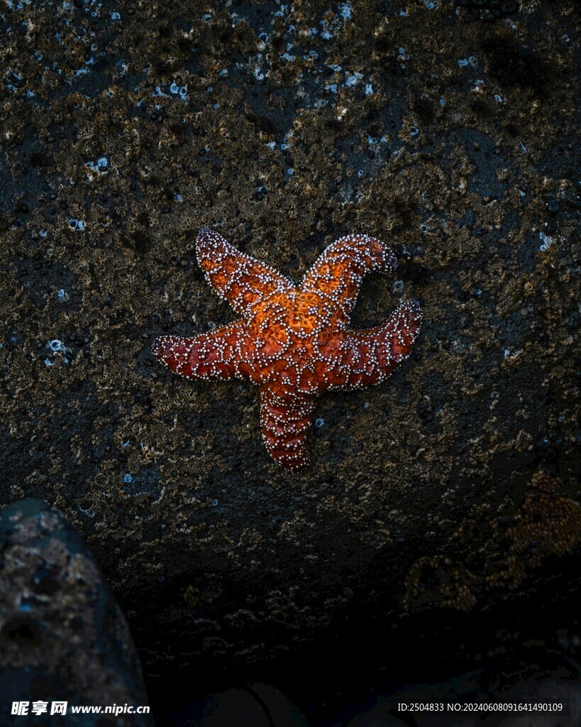 海星