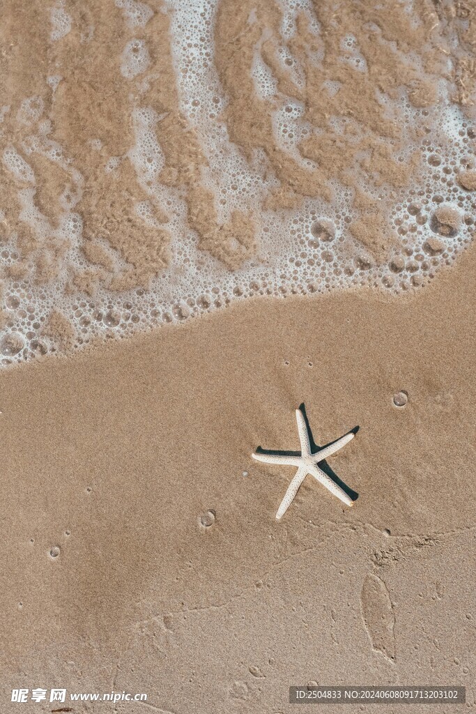 海星