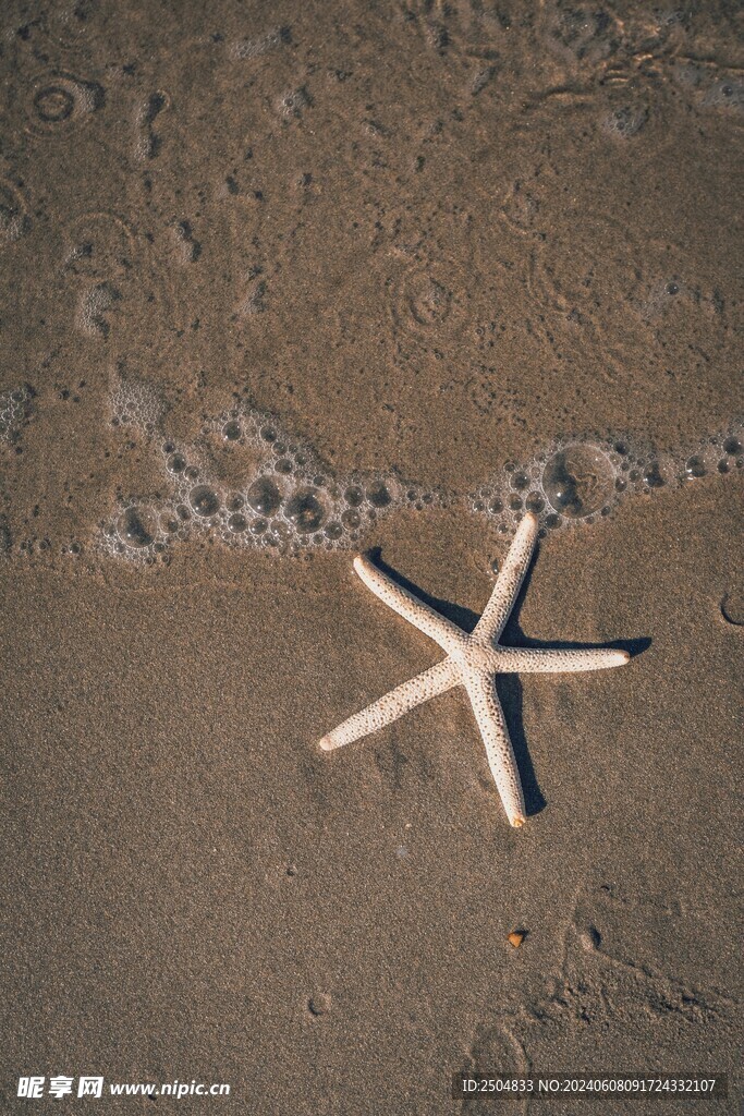 海星