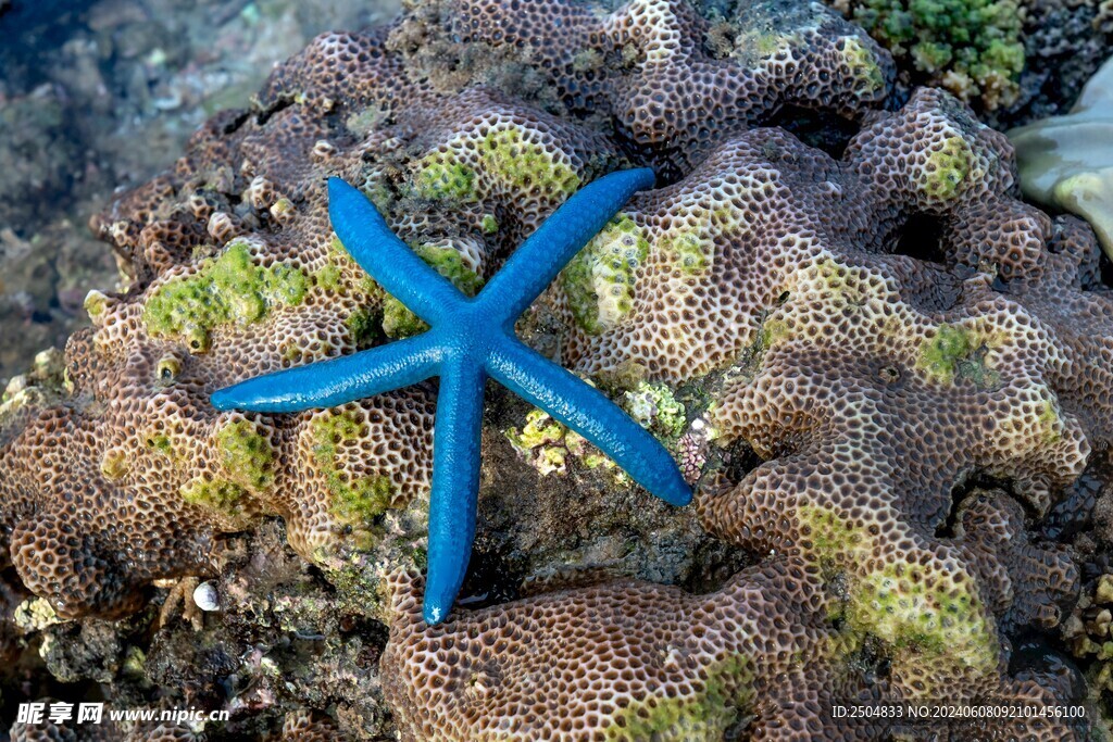 海星