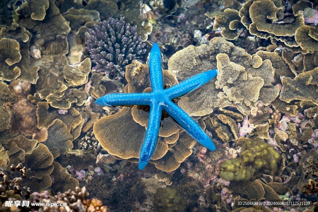 海星