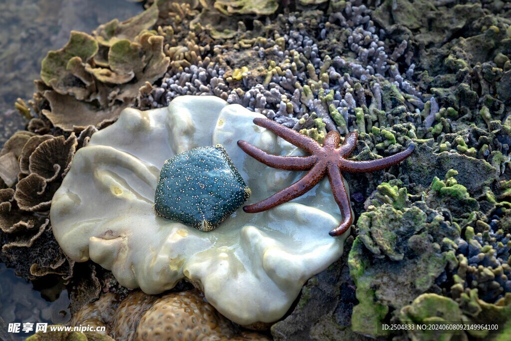 海星