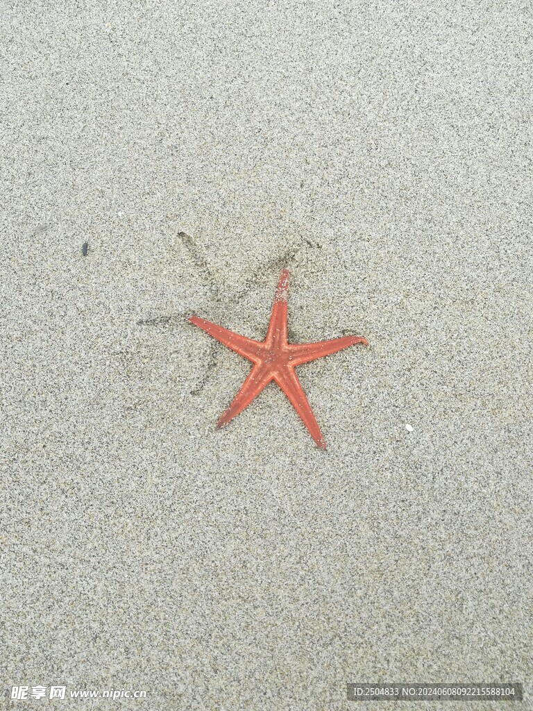 海星