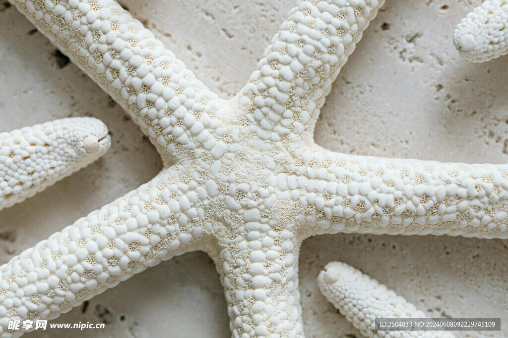 海星