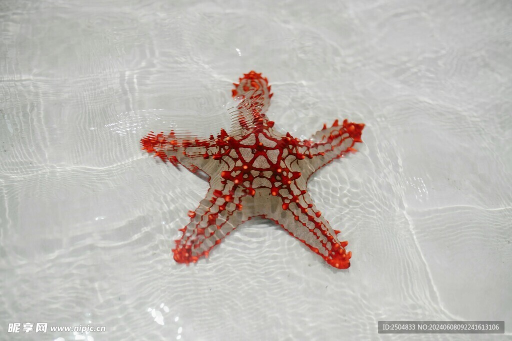 海星