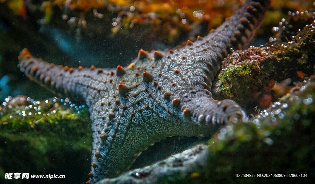 海星