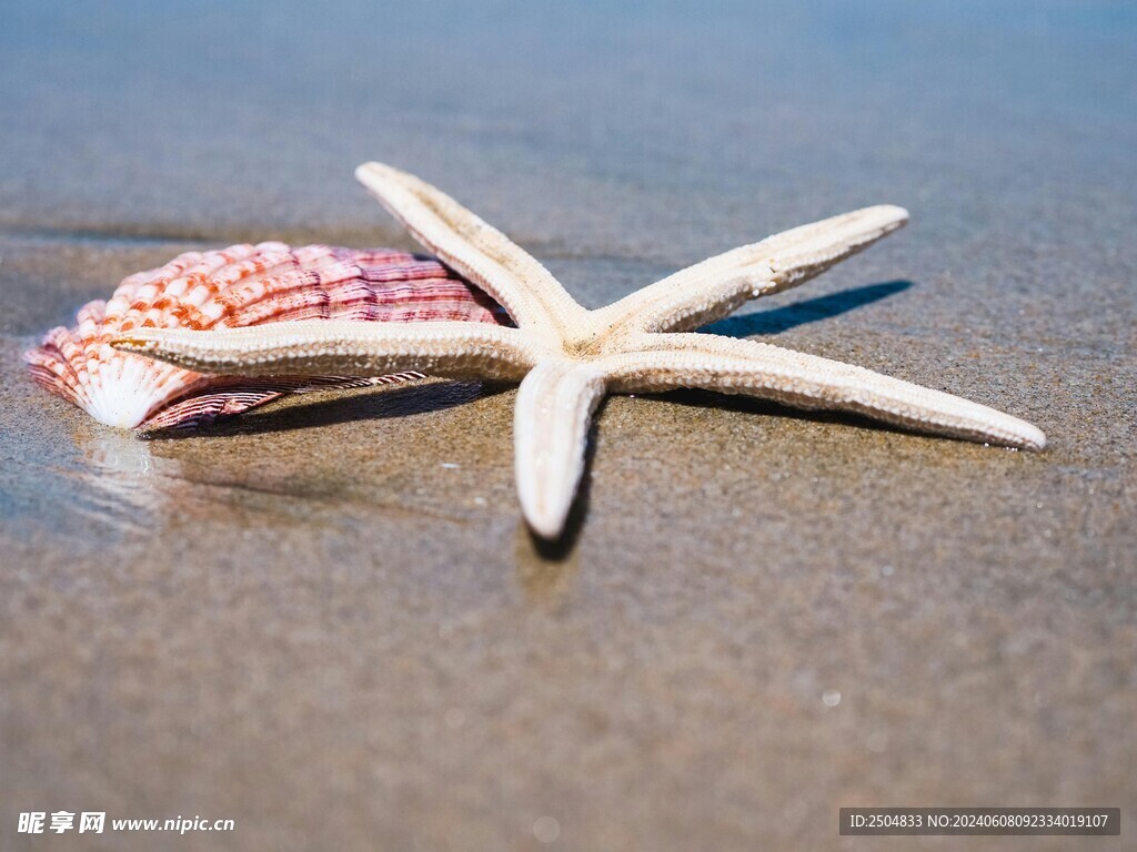 海星