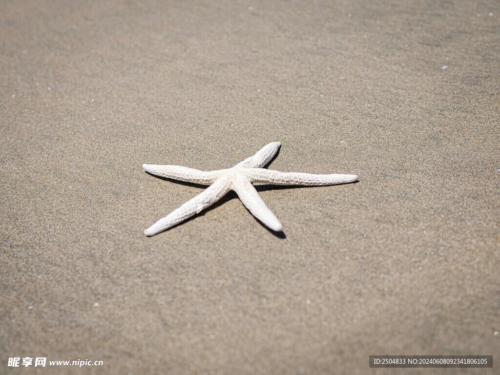 海星