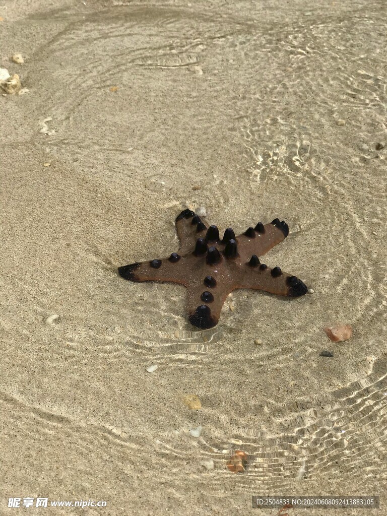 海星