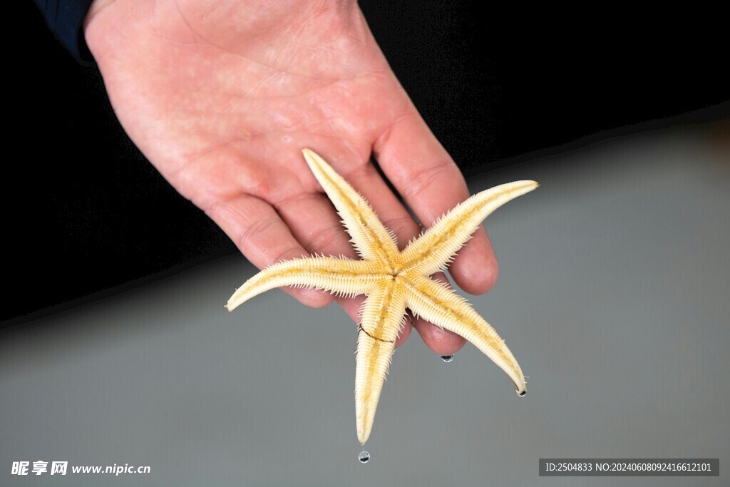 海星