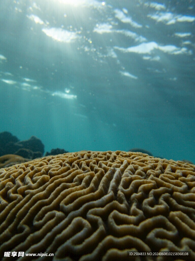 珊瑚