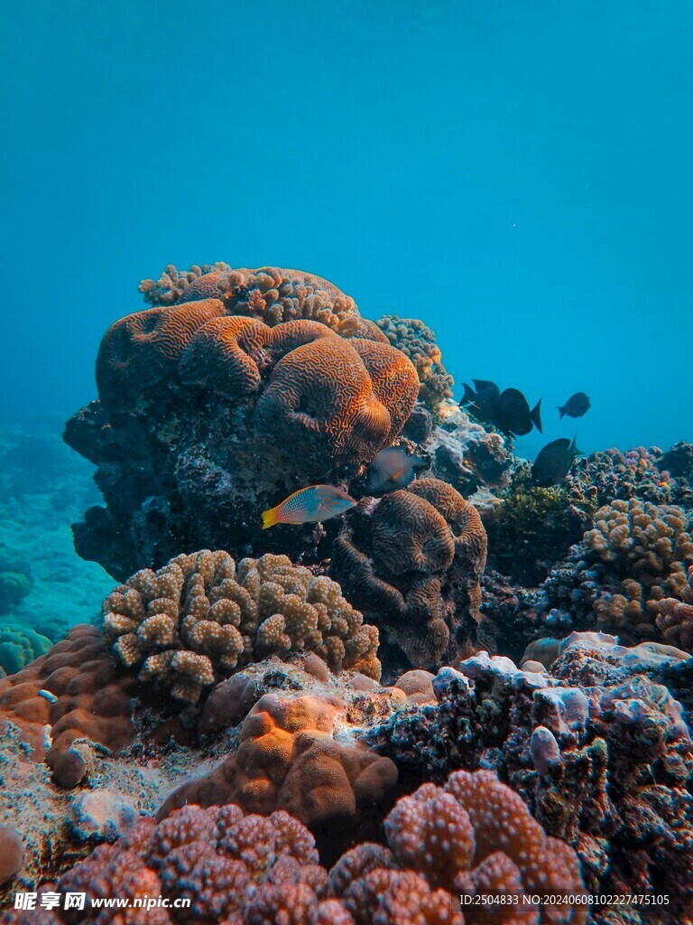 珊瑚