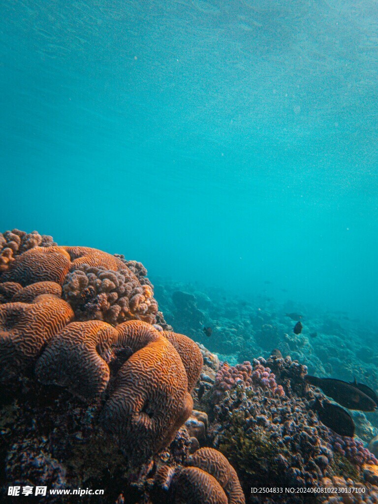 珊瑚