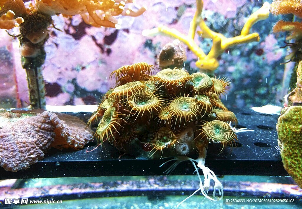 珊瑚