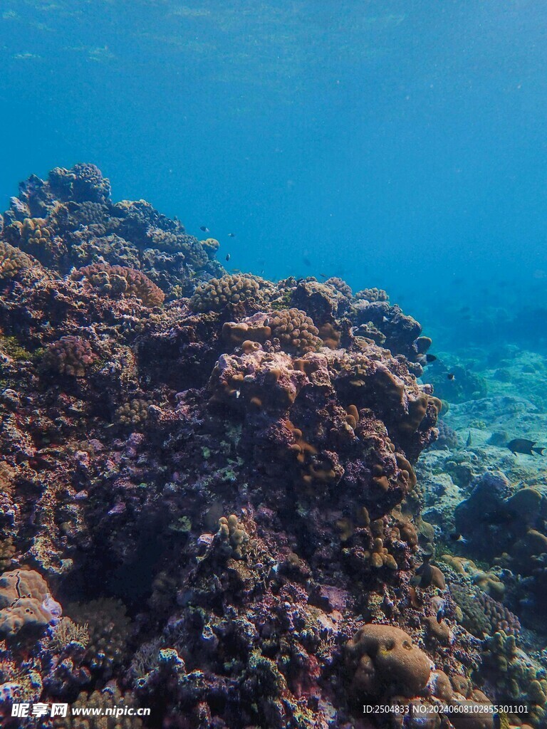 珊瑚