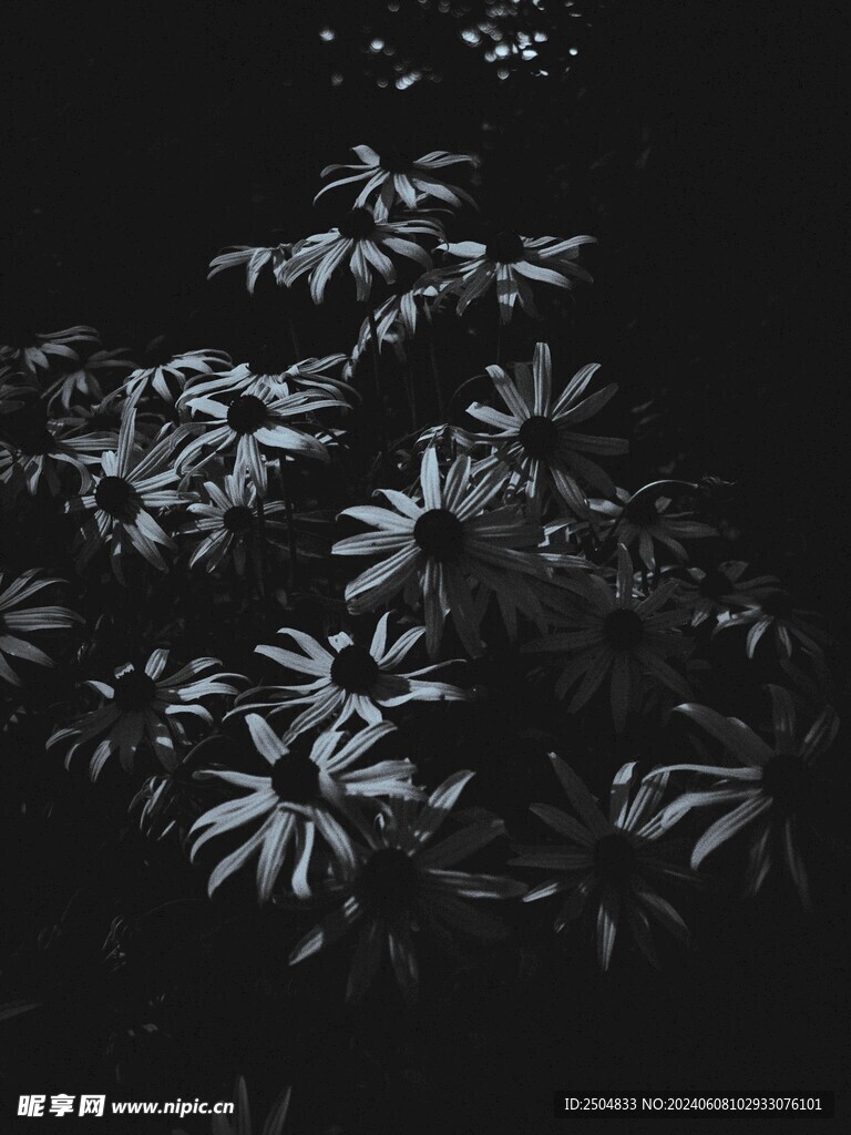 珊瑚