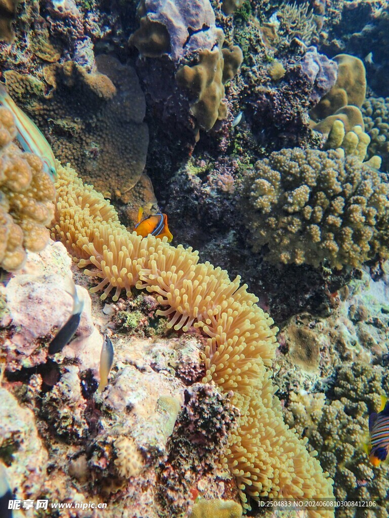 珊瑚