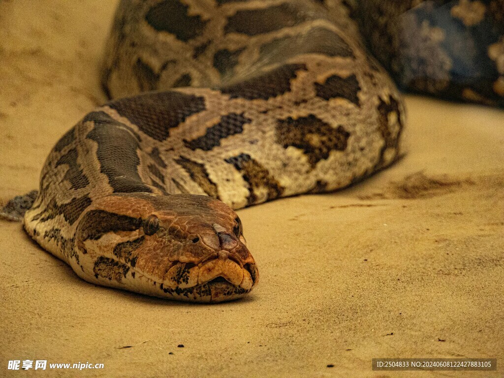 蛇