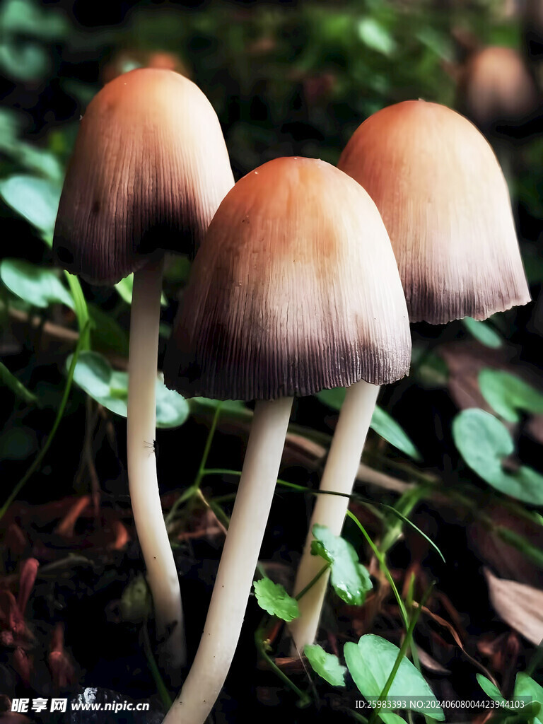 蘑菇