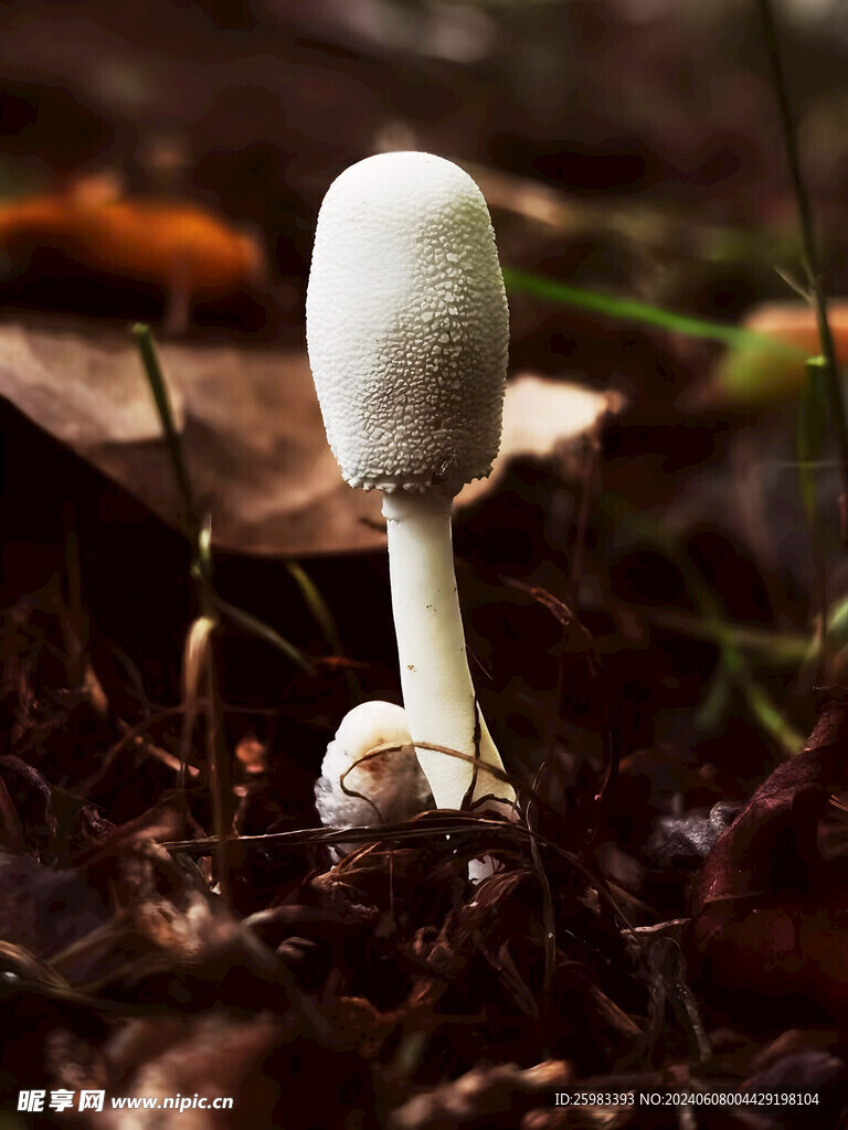蘑菇