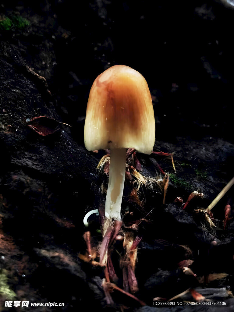 蘑菇 