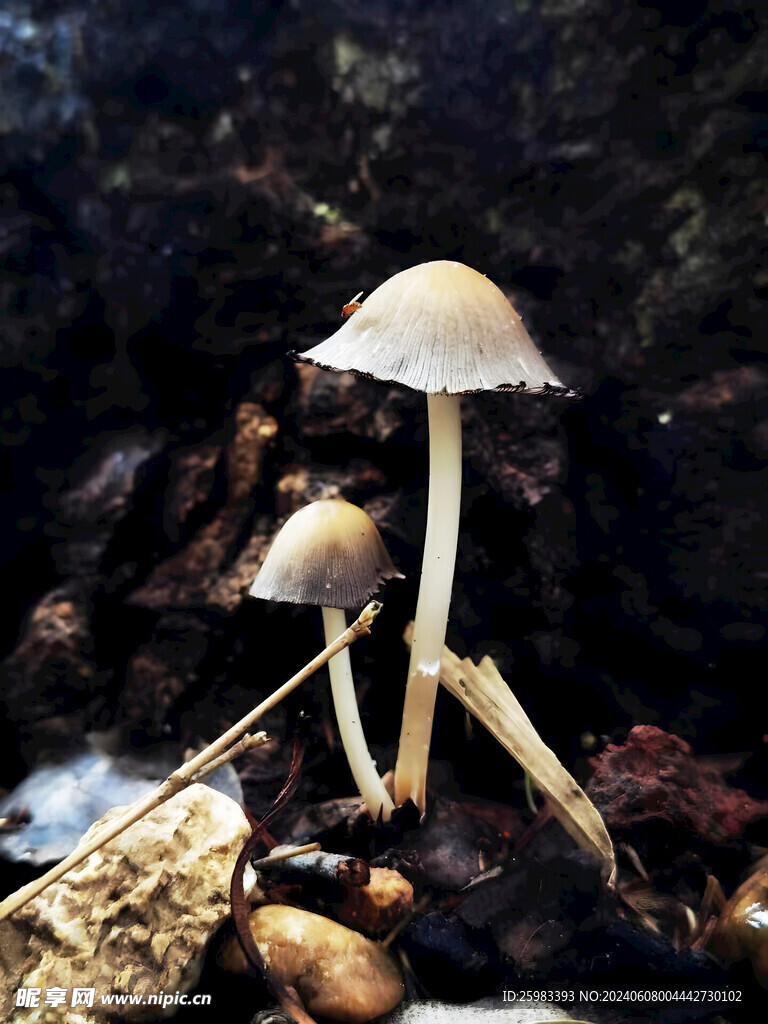 蘑菇 